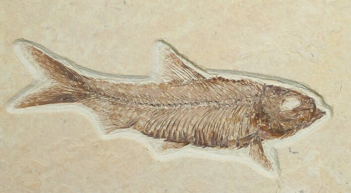 Knightia Fossil Fish - Wyoming #6573